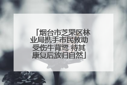 烟台市芝罘区林业局携手市民救助受伤牛背鹭 待其康复后放归自然