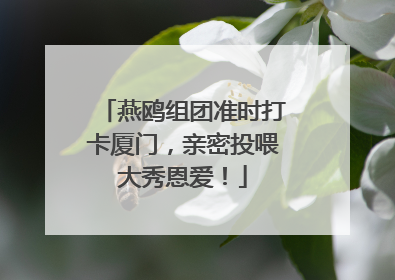燕鸥组团准时打卡厦门，亲密投喂大秀恩爱！