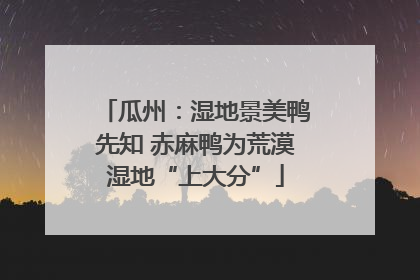 瓜州：湿地景美鸭先知 赤麻鸭为荒漠湿地“上大分”