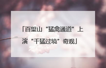 百望山“猛禽通道”上演“千猛过境”奇观