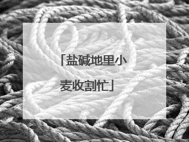 盐碱地里小麦收割忙