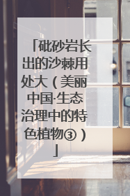 砒砂岩长出的沙棘用处大（美丽中国·生态治理中的特色植物③）