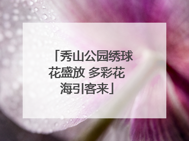 秀山公园绣球花盛放 多彩花海引客来