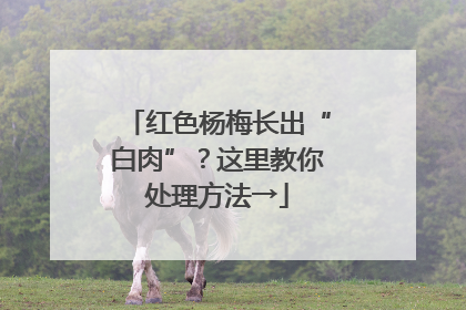 红色杨梅长出“白肉”？这里教你处理方法→