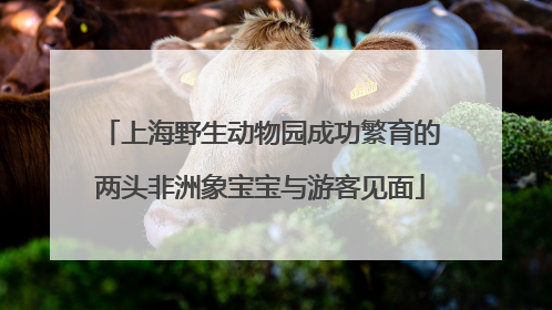 上海野生动物园成功繁育的两头非洲象宝宝与游客见面