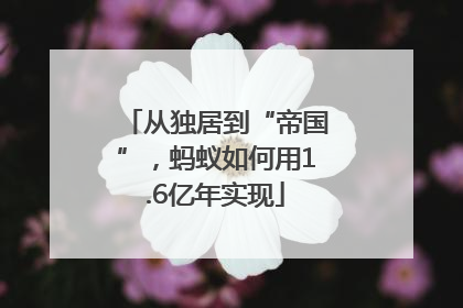 从独居到“帝国”，蚂蚁如何用1.6亿年实现