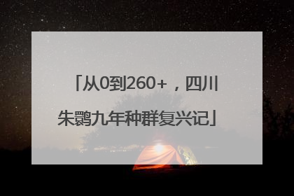 从0到260+，四川朱鹮九年种群复兴记