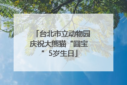 台北市立动物园庆祝大熊猫“圆宝”5岁生日