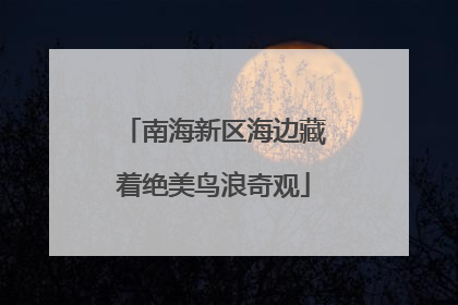 南海新区海边藏着绝美鸟浪奇观