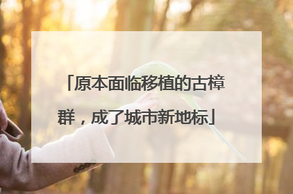 原本面临移植的古樟群，成了城市新地标
