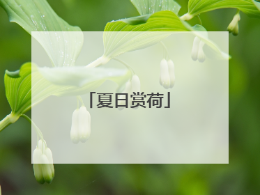 夏日赏荷