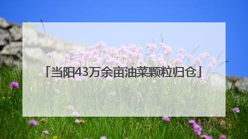 当阳43万余亩油菜颗粒归仓
