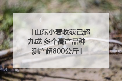 山东小麦收获已超九成 多个高产品种测产超800公斤
