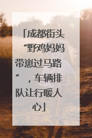 成都街头“野鸡妈妈带崽过马路”，车辆排队让行暖人心