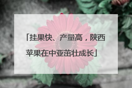 挂果快、产量高，陕西苹果在中亚茁壮成长