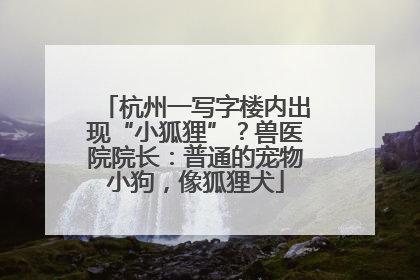 杭州一写字楼内出现“小狐狸”？兽医院院长：普通的宠物小狗，像狐狸犬