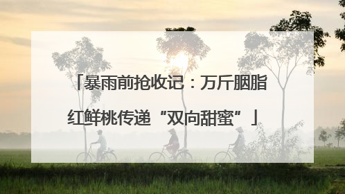暴雨前抢收记：万斤胭脂红鲜桃传递“双向甜蜜”
