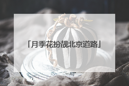 月季花扮靓北京道路