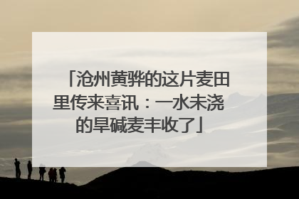 沧州黄骅的这片麦田里传来喜讯：一水未浇的旱碱麦丰收了
