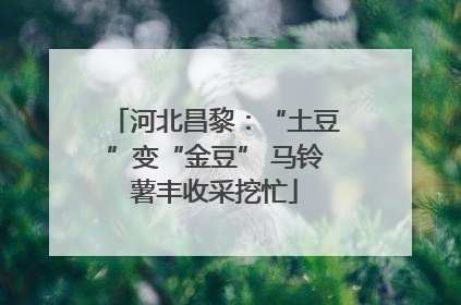 河北昌黎：“土豆”变“金豆” 马铃薯丰收采挖忙