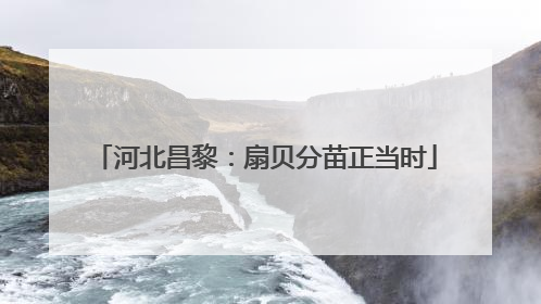 河北昌黎：扇贝分苗正当时