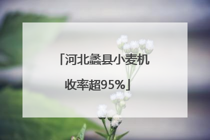 河北蠡县小麦机收率超95%