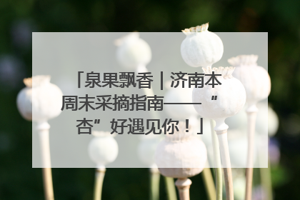 泉果飘香｜济南本周末采摘指南——“杏”好遇见你！