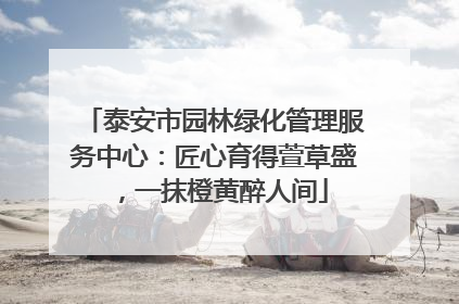 泰安市园林绿化管理服务中心：匠心育得萱草盛，一抹橙黄醉人间