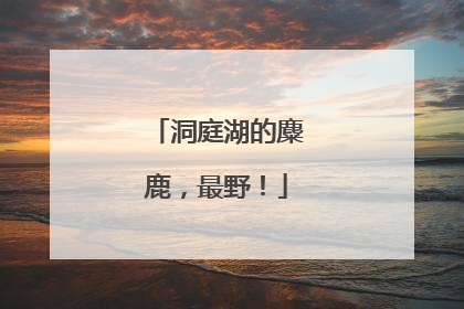 洞庭湖的麋鹿，最野！