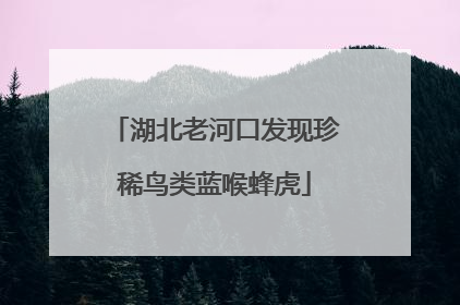 湖北老河口发现珍稀鸟类蓝喉蜂虎