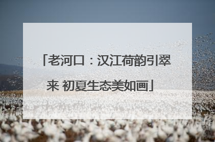 老河口：汉江荷韵引翠来 初夏生态美如画