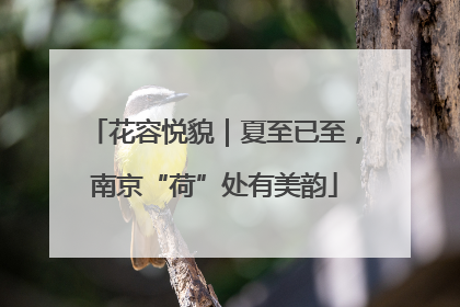 花容悦貌｜夏至已至，南京“荷”处有美韵