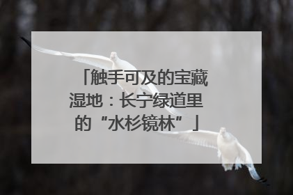 触手可及的宝藏湿地：长宁绿道里的“水杉镜林”