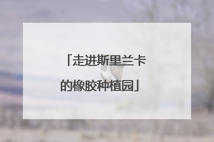 走进斯里兰卡的橡胶种植园