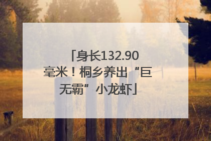 身长132.90毫米！桐乡养出“巨无霸”小龙虾