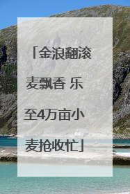金浪翻滚麦飘香 乐至4万亩小麦抢收忙