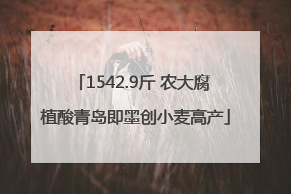 1542.9斤 农大腐植酸青岛即墨创小麦高产