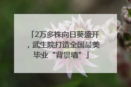 2万多株向日葵盛开，武生院打造全国最美毕业“背景墙”