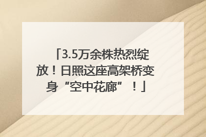 3.5万余株热烈绽放！日照这座高架桥变身“空中花廊”！